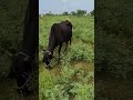 black cow. cow india cowlover shorts short cowvideos world like bull