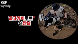 길고양이 토르 손 탄날