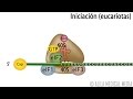 Traducción Eucariota – Síntesis de Proteínas. Alila Medical Media Español.