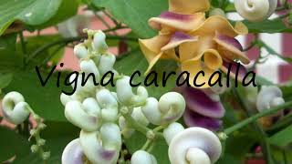 How to Pronounce Vigna caracalla?