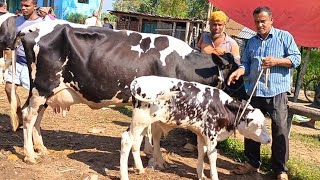 @আজ ২৭/১২/২৪ | উন্নত জাতের দুধের গাভী ও বাছুর গরুর দাম | আমবাড়ী হাট |দিনাজপুর