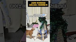 고양이 여섯마리와 크리스마스 트리 만들기 가능한가요?