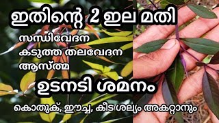 കരിനൊച്ചിയുടെ ഔഷധ ഗുണങ്ങൾ|  Willow leaved justicia vitex negundo | benefits of karinochi |Healthtips