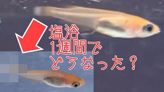 [メダカ　塩浴]塩浴の結果・・・