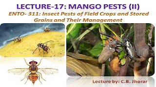 ENTO 311: Lecture 17  Mango Pests (II)