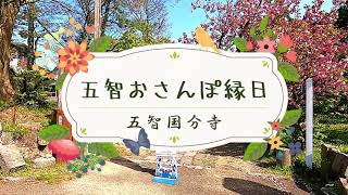 上越市【五智おさんぽ縁日2023.4.22】五智公園八重桜と太鼓と共に・・・