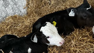 NEW LIFE ON THE FARM THE CALVES HAVE ARRIVED!