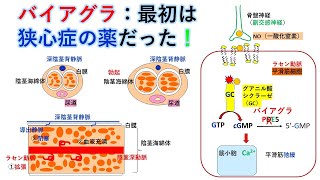 国試対策:暗記からの卒業 107話 勃起と射精