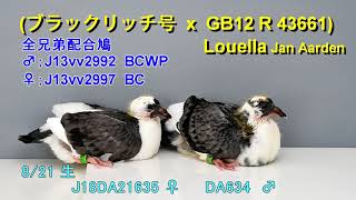 広島；鳩勉強会 (b - 3)    D850で 9/8  ヒナ鳩を撮影 ！