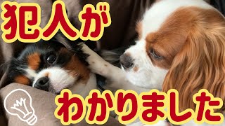 【 キャバリア と遊ぶ暮らし】現行犯逮捕です！与市とサラ