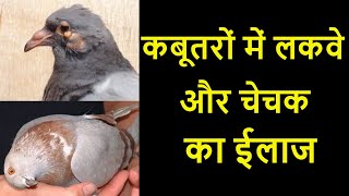 कबूतरों में होने वाली आम बीमरिया और उनका उपचार || Dr Nagender Yadav