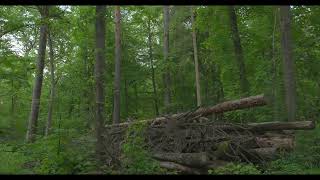A rainy and windy walk in the woods in May / 4K Cinematic HDR