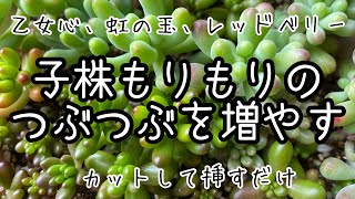 【多肉植物・子株モリモリなのでカットして増やします】乙女心、虹の玉、レッドベリー、つぶつぶかわいい子達