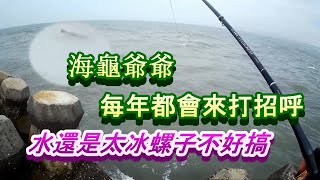 水溫低黑鯛魚嘴不開，試試《熊熊練餌》，巧遇多年海龜爺爺《黑鯛》