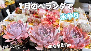 【多肉植物】ベランダ多肉の水やりのコツ❣️【ガーデニング】