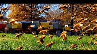 Why Are The Honeybees On The Ground? Do You Know Why?