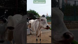 Cow | Gau Mata k liye bhojan🚩🚩 #gaumata #shorts #krishna #cow #cowvideos #radheradhe