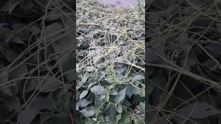 Amer bel ( cuscuta)a paracitic plant #koyalplants 🥰💖💖🙏🙏