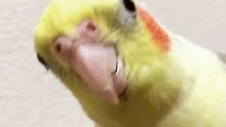 オカメインコ🐥coco🐥『となりのトトロ』歌います Cockatiel  Sings#オカメインコ #cockatiel #calopsita