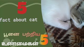 பூனைகள்  பற்றிய ஐந்து உண்மைகள் five fact about cats in tamil #cat