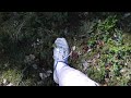 walking on soft moss