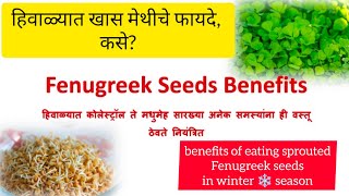 हिवाळ्यात खास मेथीचे फायदे, कसे? benefits of eating sprouted Fenugreek seeds in winter ❄️ season