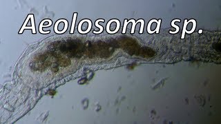 Aeolosoma sp.