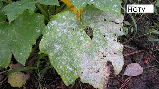 EXPLAINED: How to remove toxic mold