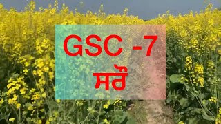 GSC 7 ਸਰੌਂ #saron_ayelign #dbw187 #dbw303 #daily #dailynews #agriculture