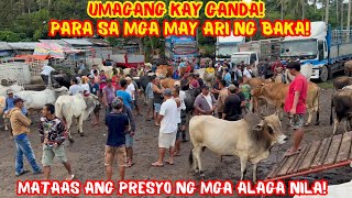 UMAGANG KAY GANDA PARA SA MGA MAY ARI NG BAKA! MATAAS ANG PRESYO NG MGA ALAGA NILA! | SOLLE'S G.