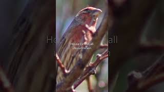 นกกระจอกตัวผู้ เสียงนกกระจอก นกธรรมชาติ Close Up of House Finch