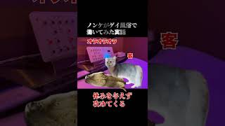 闇バイト？　#猫ミーム  #挑戦  #バイト