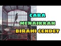 Cara menaikkan birahi pada burung Cendet_ @sultanakbar