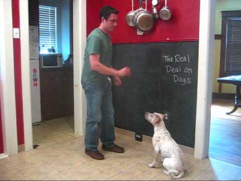 How To Teach Your Dog To Lie Down - YouTube