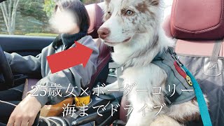 愛犬と海までドライブに行った結果、帰宅拒否犬になってしまいました・・・｜ボーダーコリー