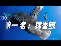 地球上“价格最昂贵”的10大生物，第一名售价高达50亿，粪便比黄金还昂贵 世界之最 世界之最top 科普 top10 animals 地球之最 动物