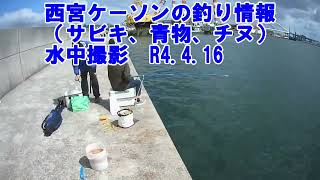 西宮ケーソンの水中動画と釣り情報（サビキ、青物、チヌ）R4.4.16