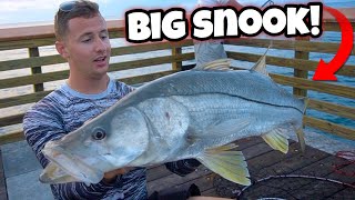 Catching MASSIVE SNOOK at PUBLIC Pier! *Insane Action*