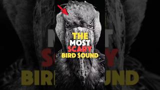 The Most Horrifying Sounds In Nature