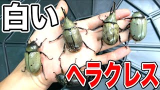 半年間卵の状態で眠る白いカブトムシが美しすぎる