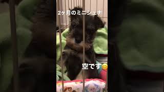 【生後2ヶ月頃】ミニシュナの空