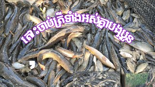 តេាះចាប់ត្រីបូមស្រះទាំងគ្នា ត្រីច្រើនណាស់បងប្អូន🦈🦈🐟🐟