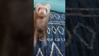 飛びかかるフェレット　ferret!!!  Ferret jumping #Shorts