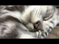 【睡眠用 asmr】ゴールデンウィークをゴロ寝三昧で満喫する猫のゴロゴロ音