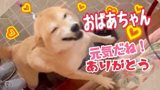 【柴犬 もみさん】前は全く懐かなかった おばあちゃんに1年ぶりの再会♡いっぱいお話したよ♪　Shiba Inu Momisan　 suddenly misses her grandmother