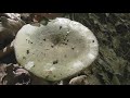 russula aeruginea the grass green russula the tacky green russula or the green russula