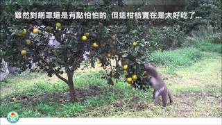 臺灣獼猴採食柑桔及對防猴網罩行為反應影片 (精華剪輯版)