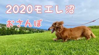 2020ココちゃん復活？！のお散歩 モエレ沼公園 ミニチュアダックス Walking with mini dachshund dog