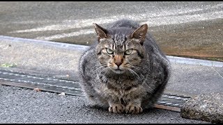 【地域猫】具合が悪くて朝から雲隠れしていた団子隊員が閉院ぎりぎりで捕まり病院へ行く。～隠し砦の三キジトラ～【魚くれくれ野良猫製作委員会】