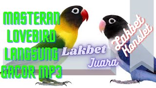 Masteran lovebird, lakbed, lakbet, gacor panjang cocok buat melatih suara burung lovebird anda